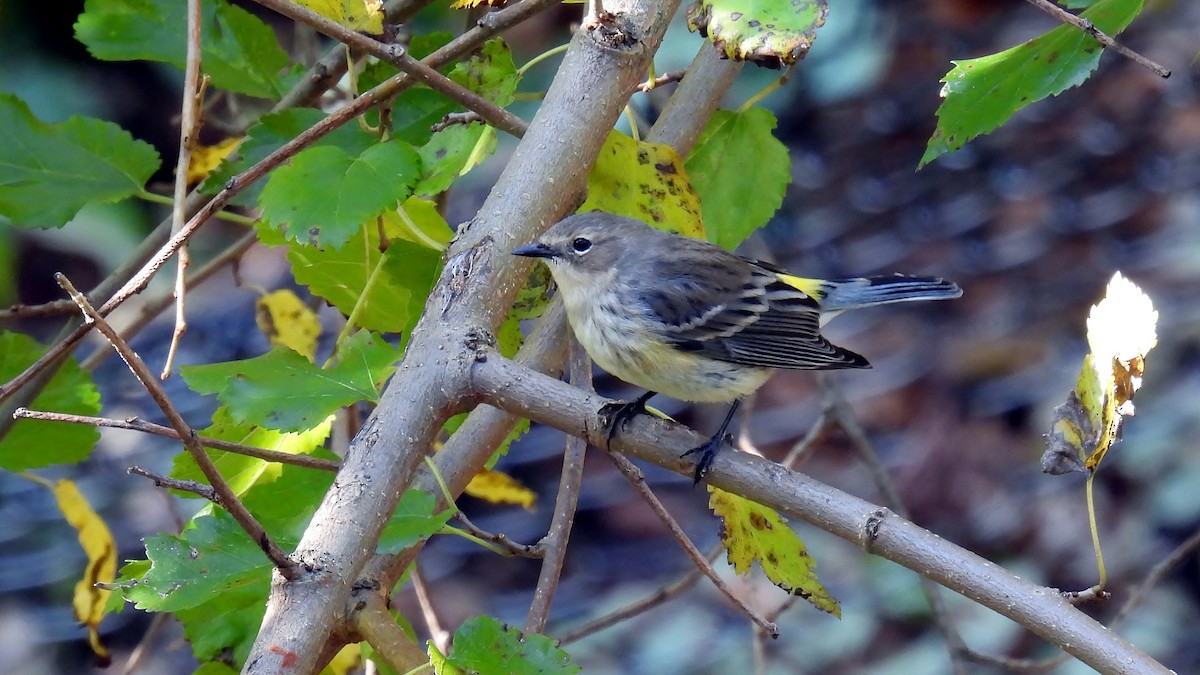 Yellow-rumped Warbler - ML610797175