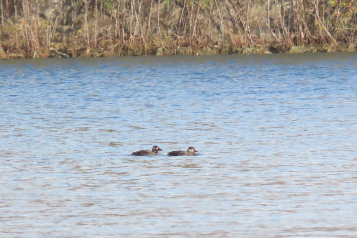 Surf Scoter - ML610797264