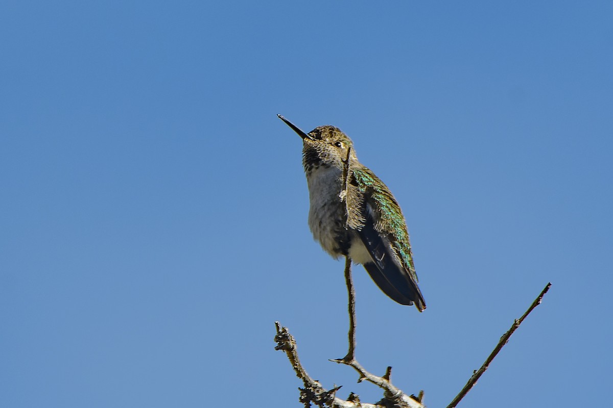 Anna's Hummingbird - ML610797288