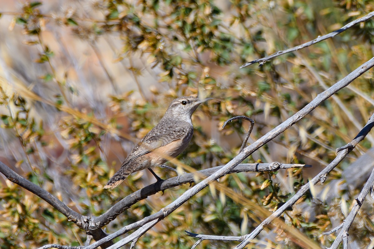 Rock Wren - ML610797330