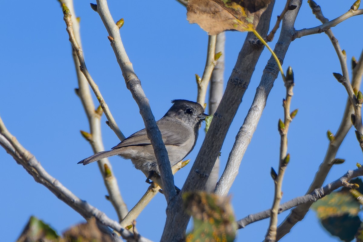 Oak Titmouse - ML610797365
