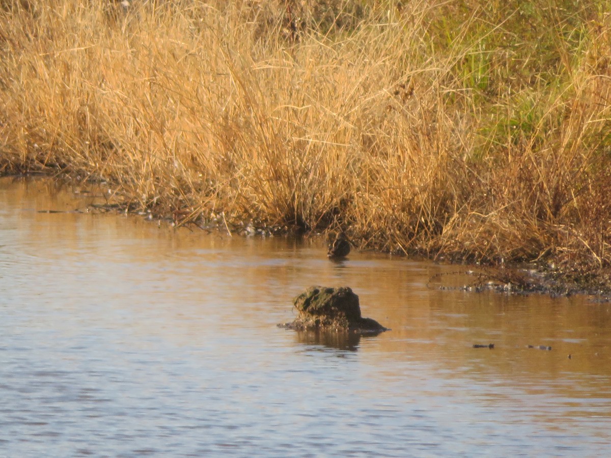 Wilson's Snipe - ML610797465