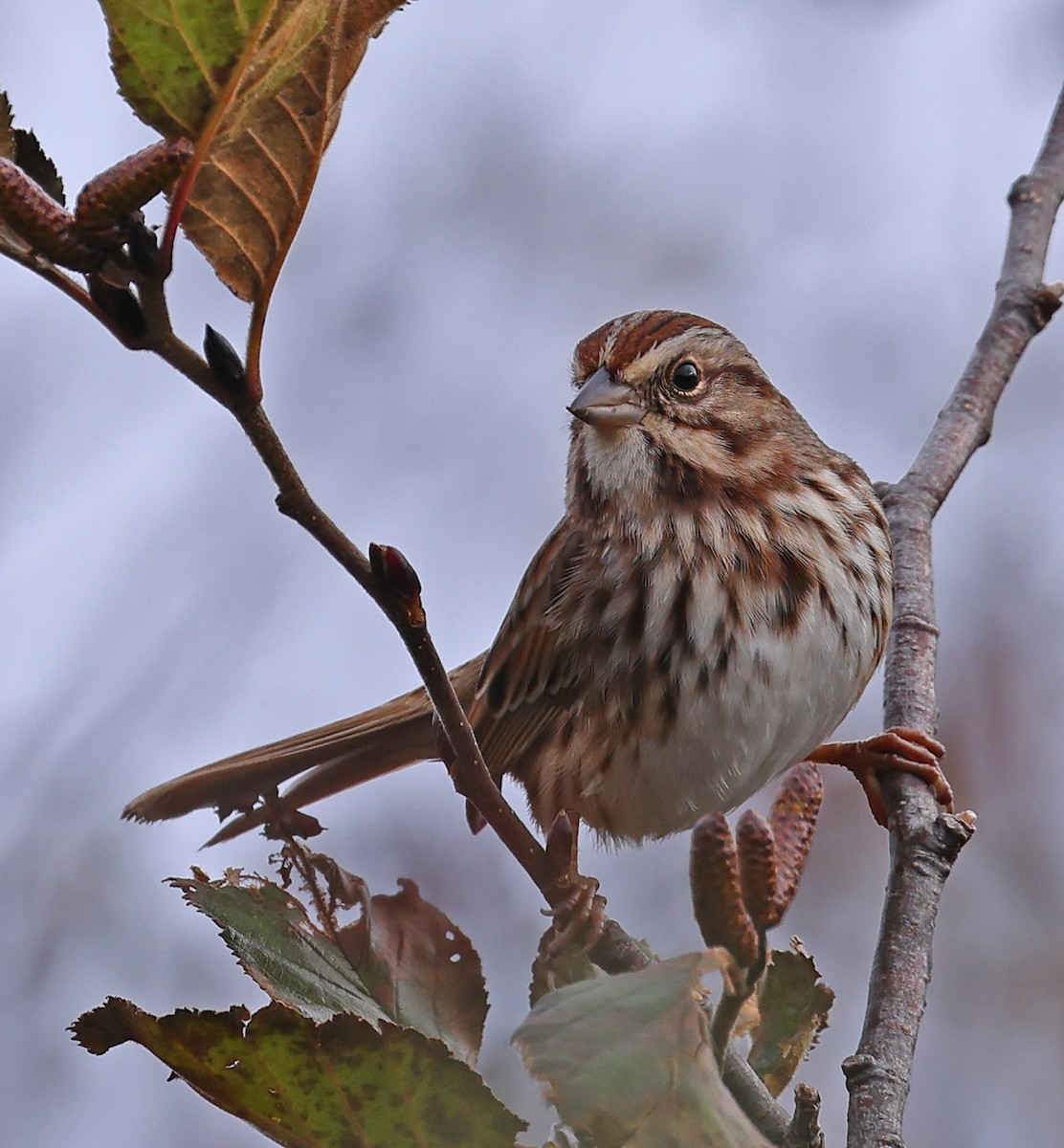 Song Sparrow - ML610797619