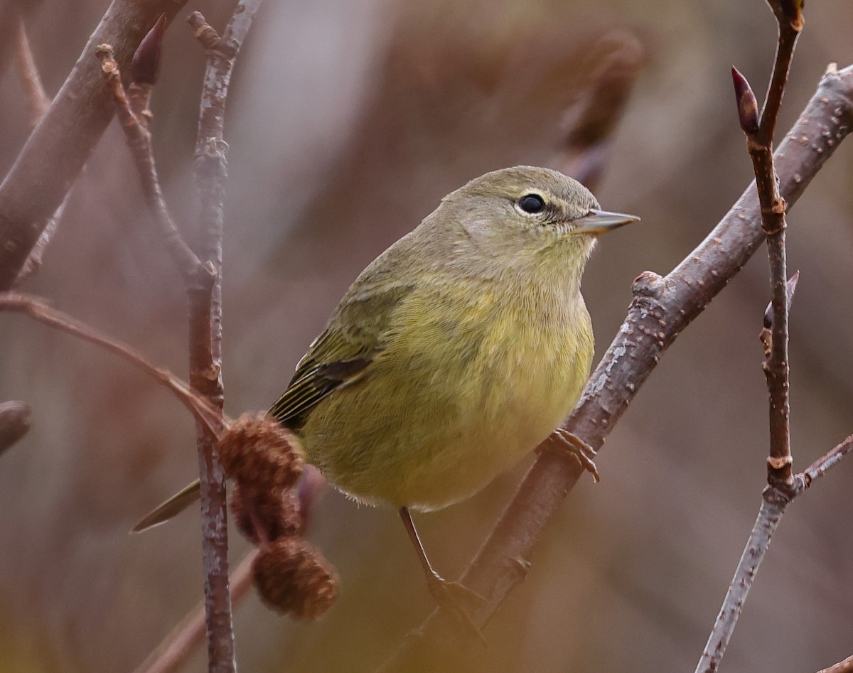 Orange-crowned Warbler - John Alexander