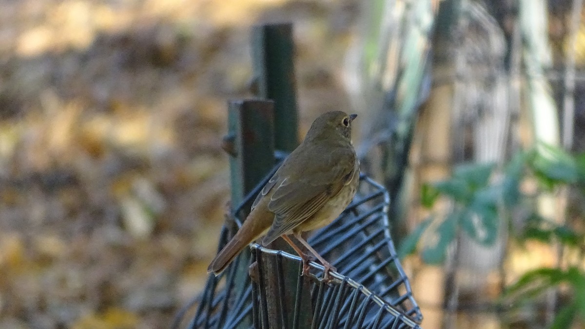 Hermit Thrush - ML610797665