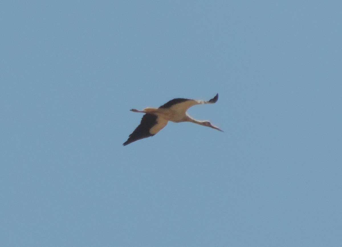 White Stork - Robin Elliott