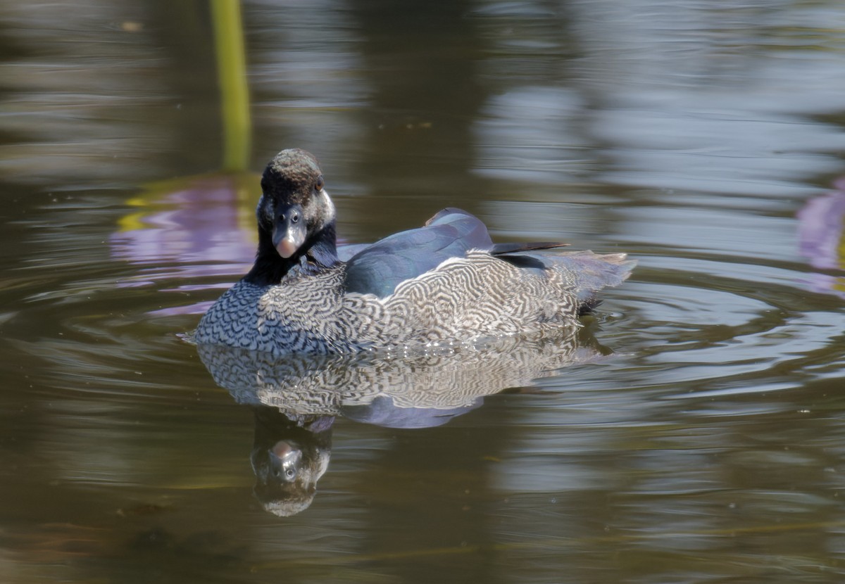 Green Pygmy-Goose - ML610797721