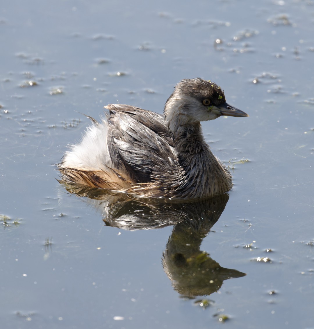 Australasian Grebe - ML610797766