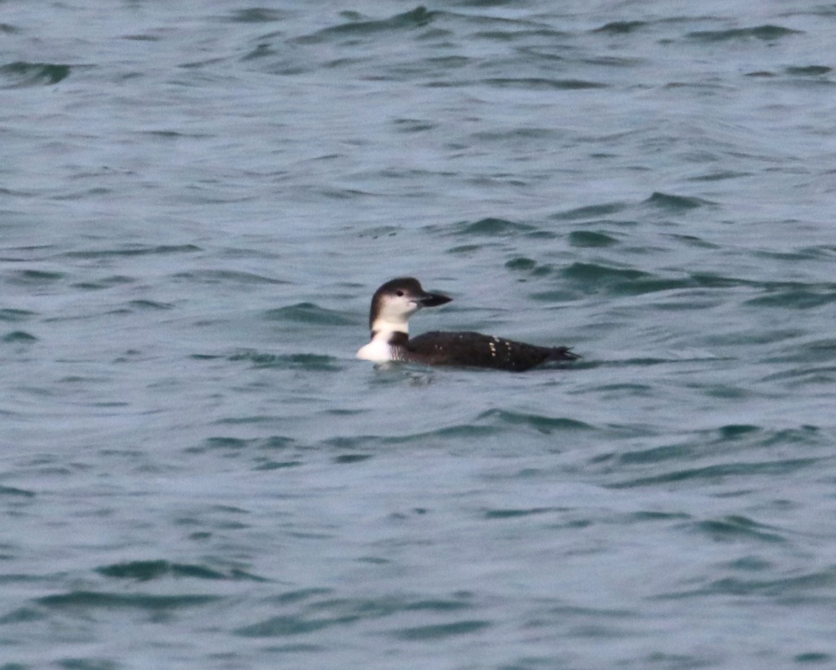 Common Loon - ML610797800
