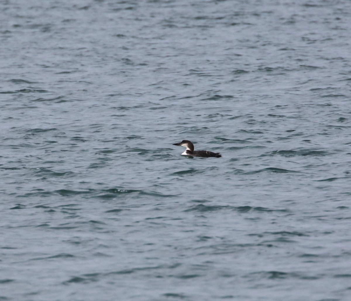 Common Loon - ML610797873