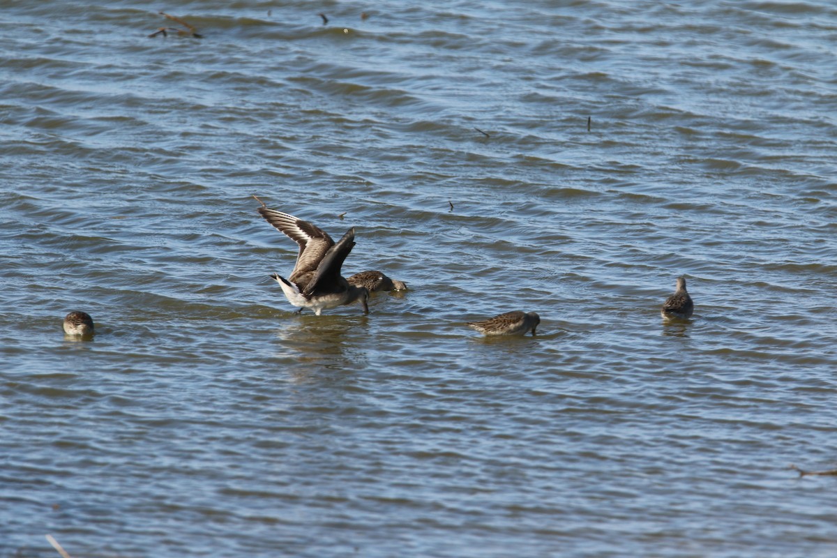 Hudsonian Godwit - ML610797910