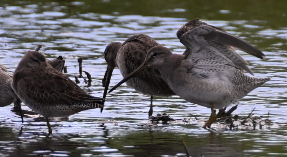 Long-billed Dowitcher - ML610797941