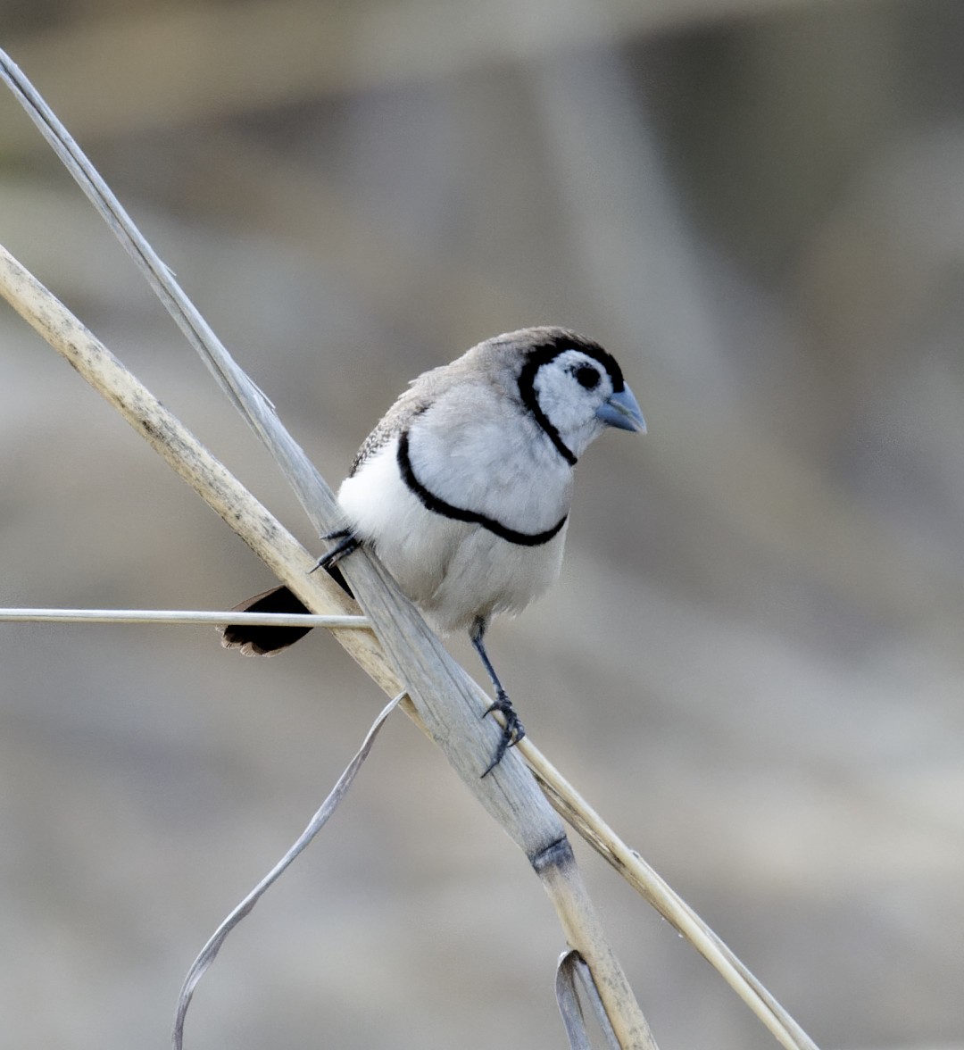 Double-barred Finch - ML610797982