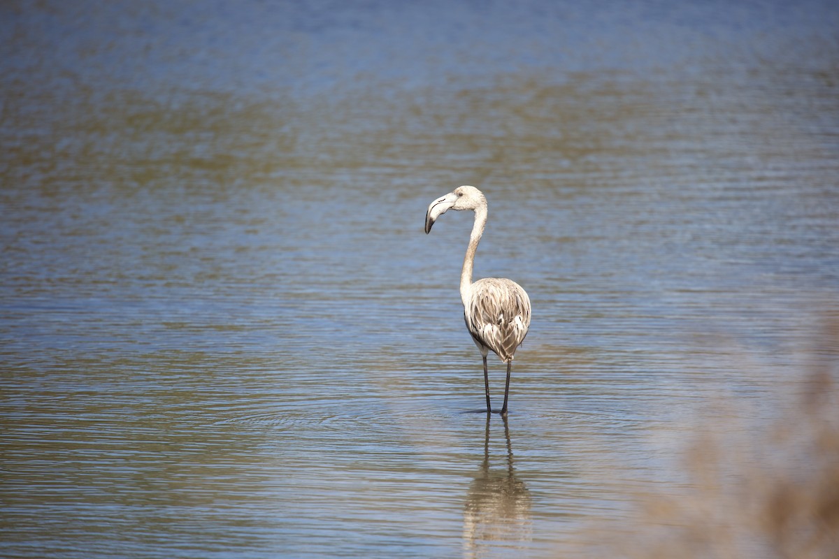 Greater Flamingo - ML610797984