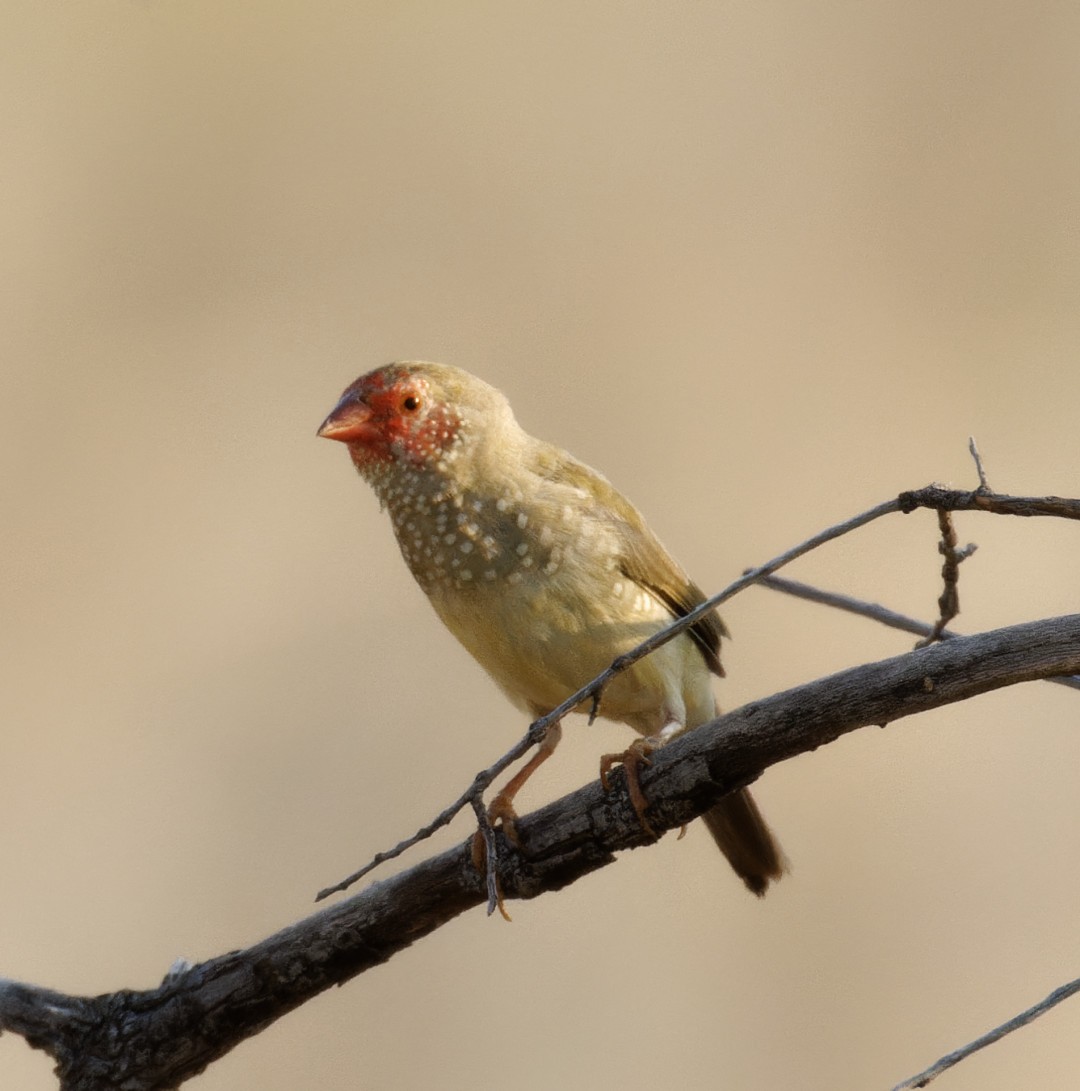 Star Finch - Peter Bennet