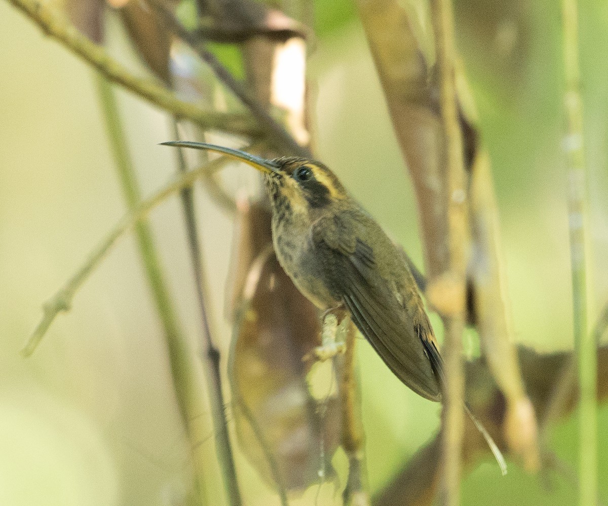 Streak-throated Hermit - ML610798027