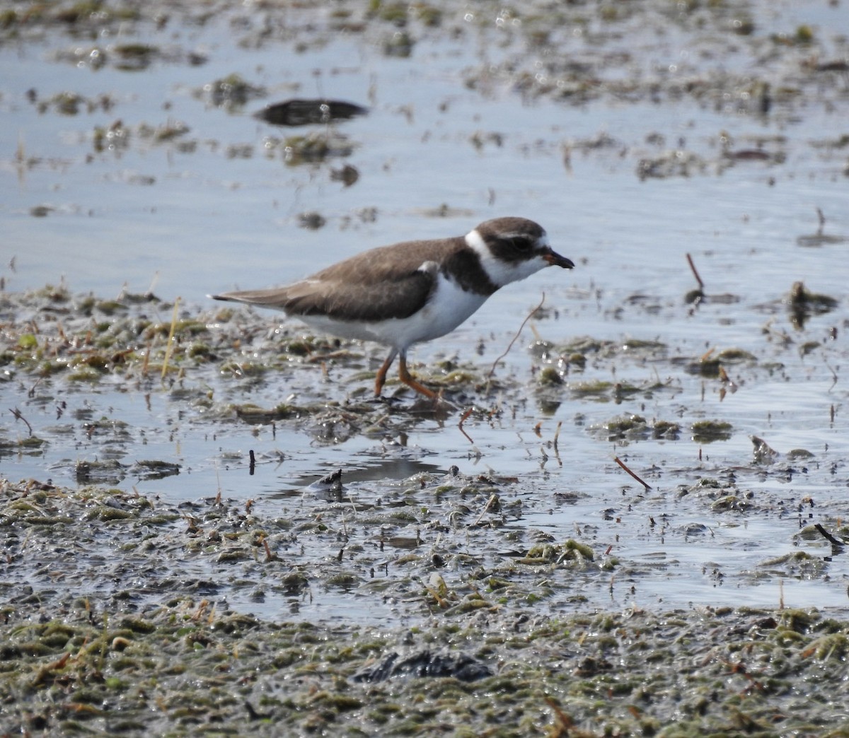 Semipalmated Plover - ML610798028