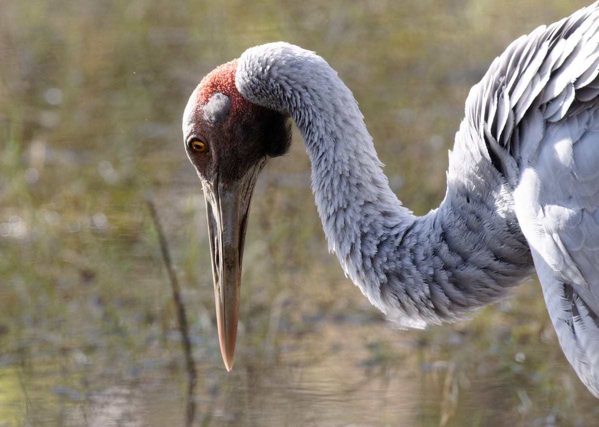 Brolga - Peter Bennet