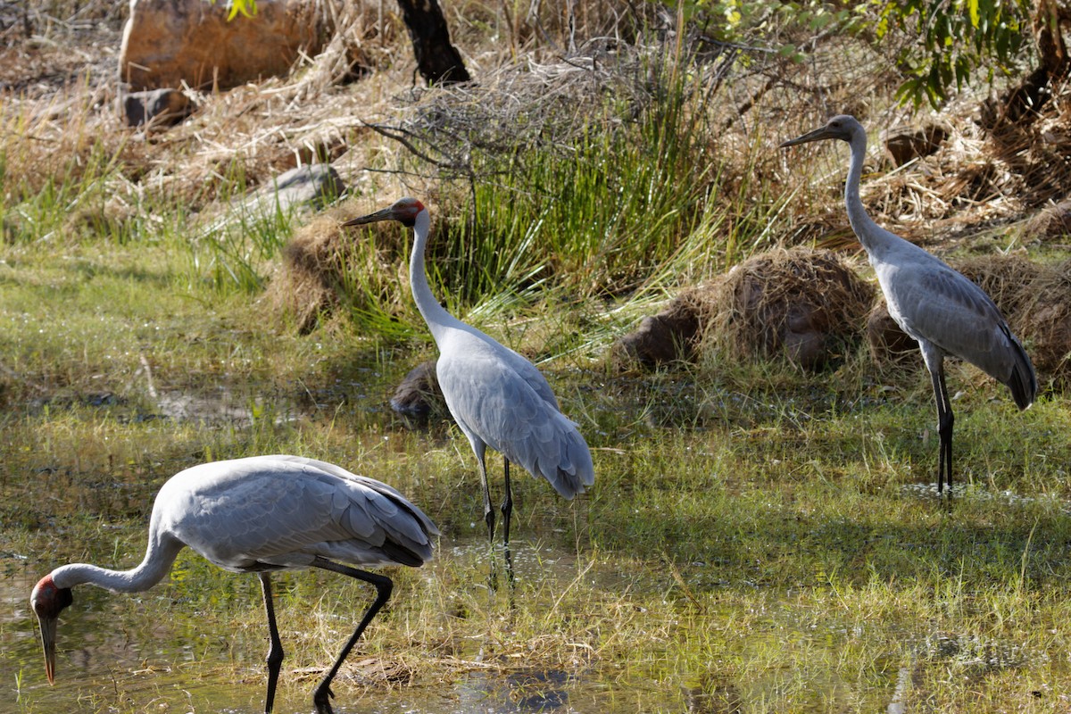 Brolga Turnası - ML610798038