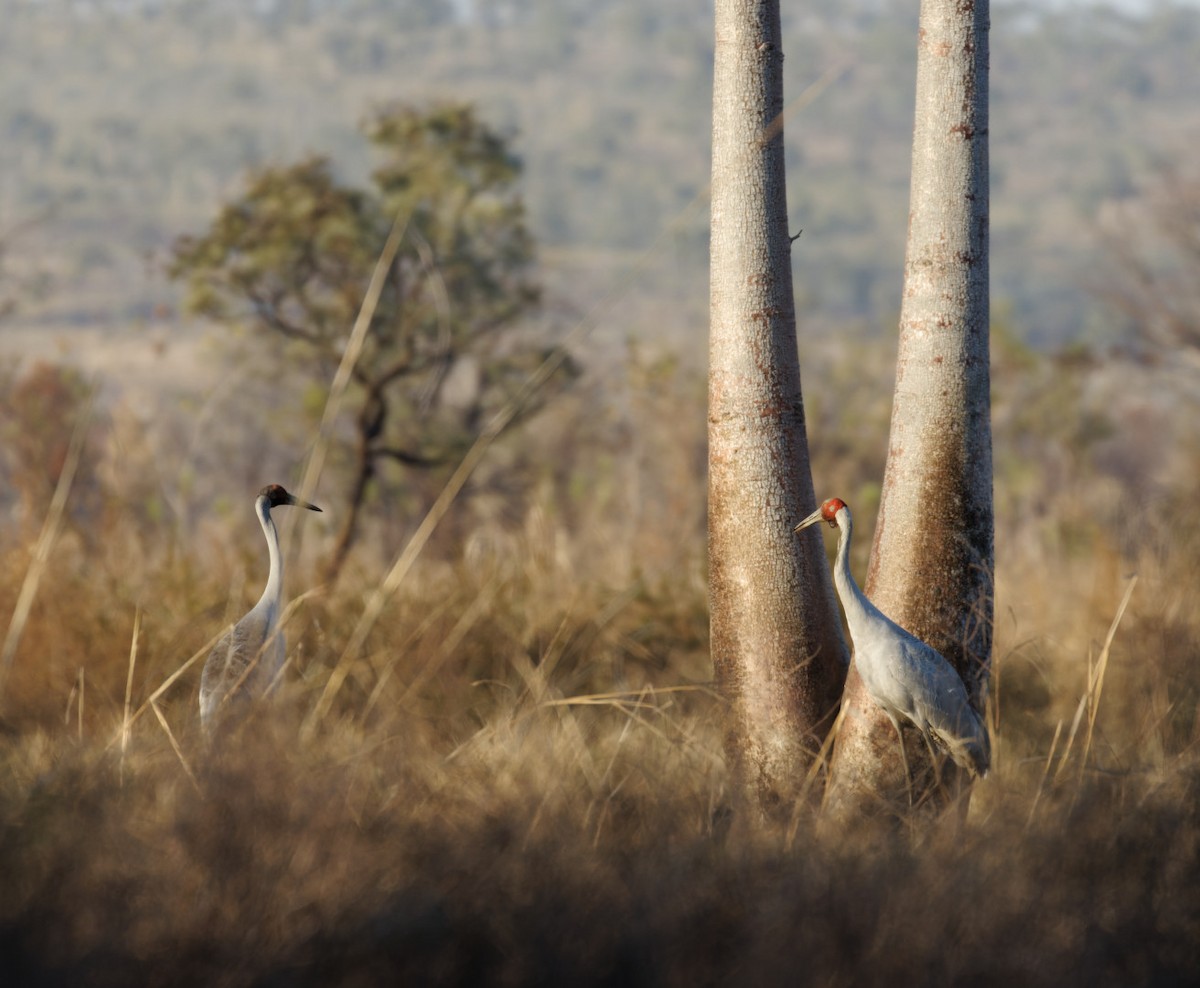 Grulla Brolga - ML610798039