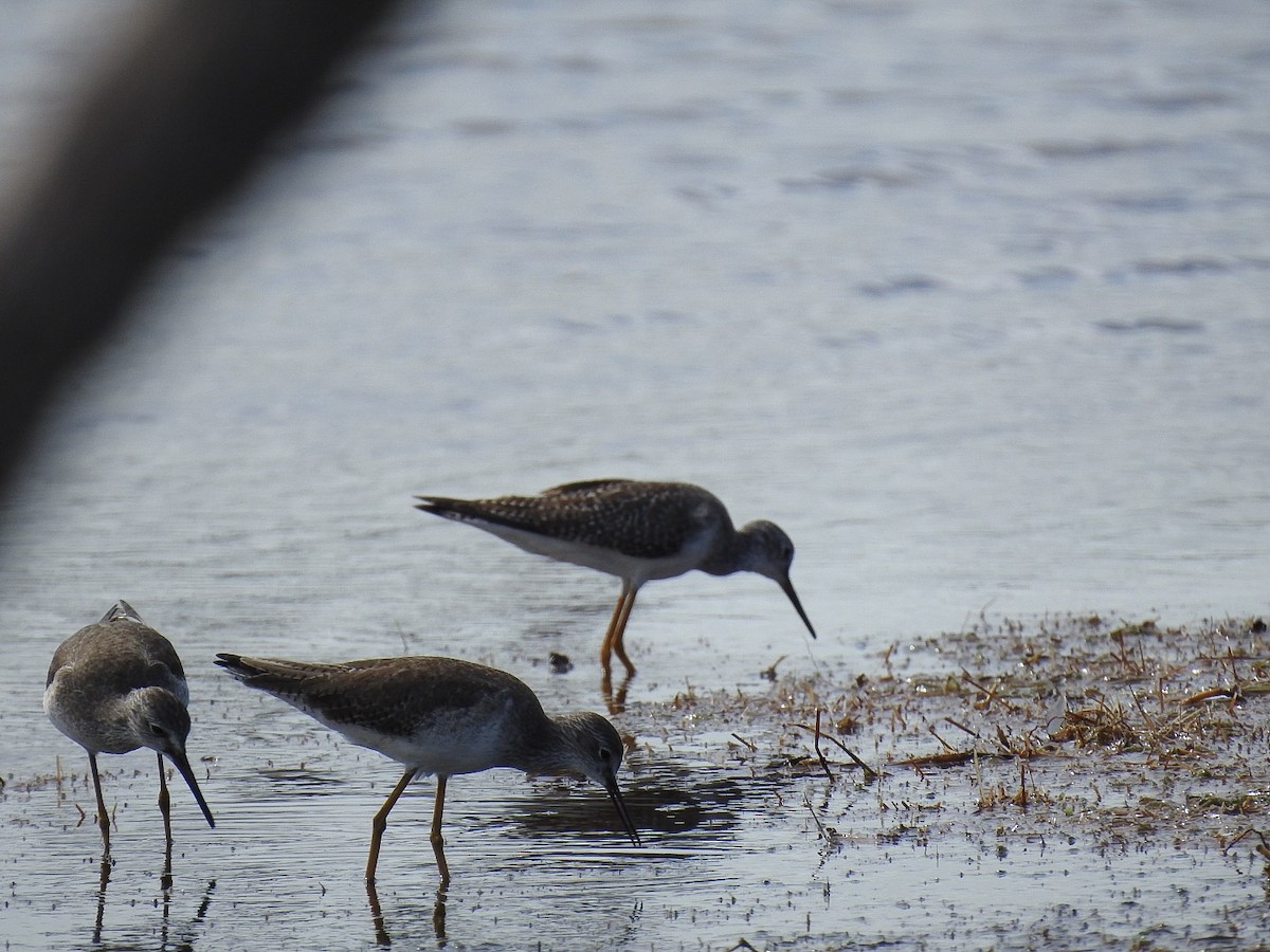 Lesser Yellowlegs - ML610798056