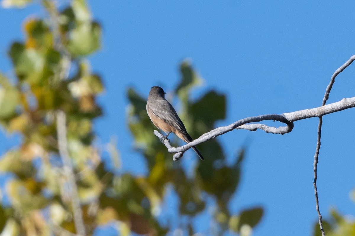 Say's Phoebe - T. Jay Adams