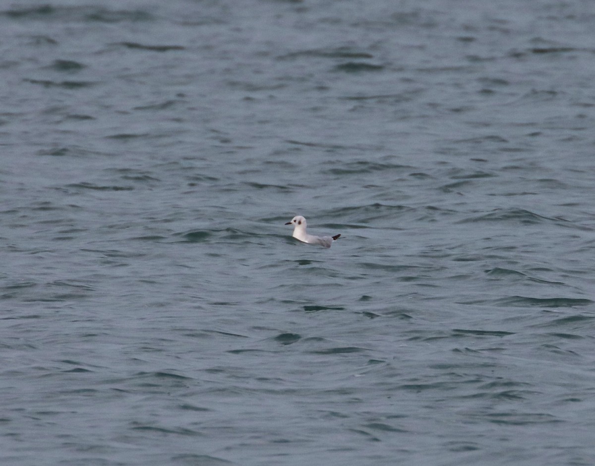 Bonaparte's Gull - ML610798061