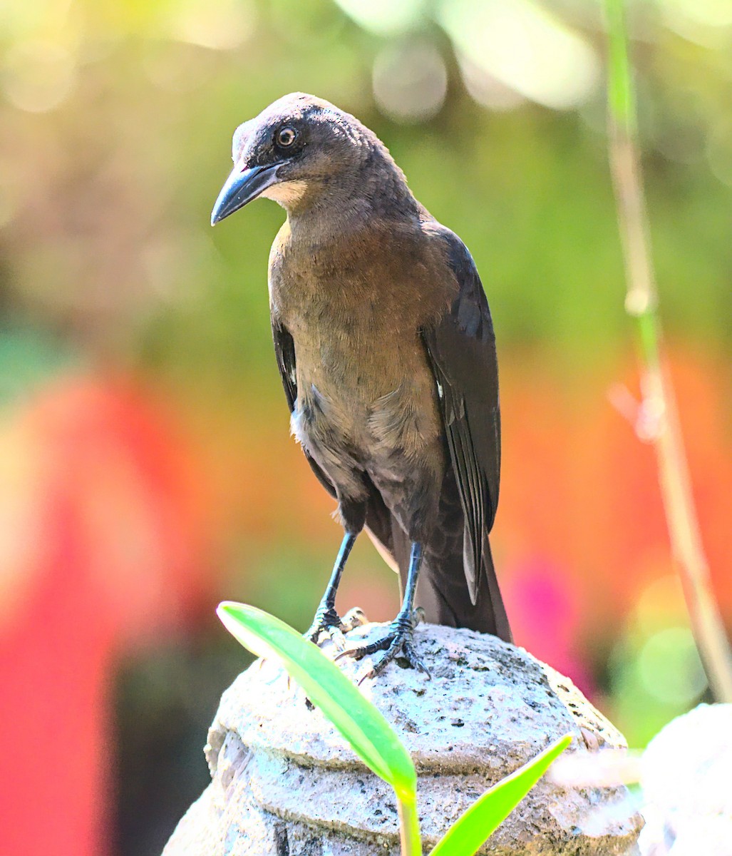 Great-tailed Grackle - ML610798081