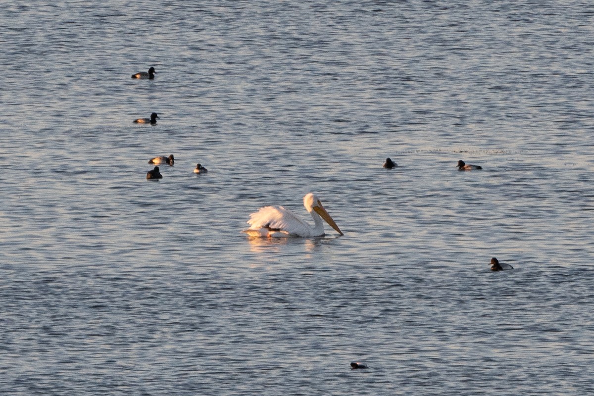 American White Pelican - T. Jay Adams