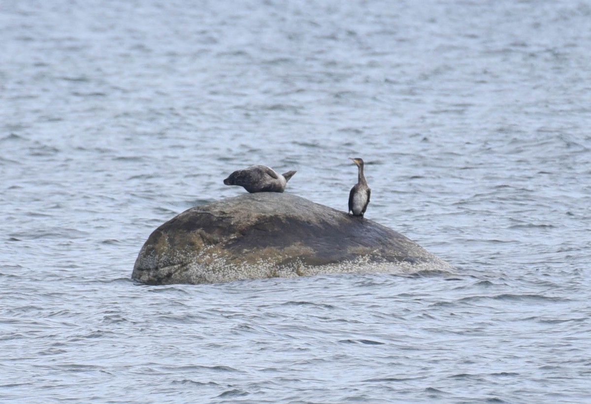 Great Cormorant - Kathy Marche