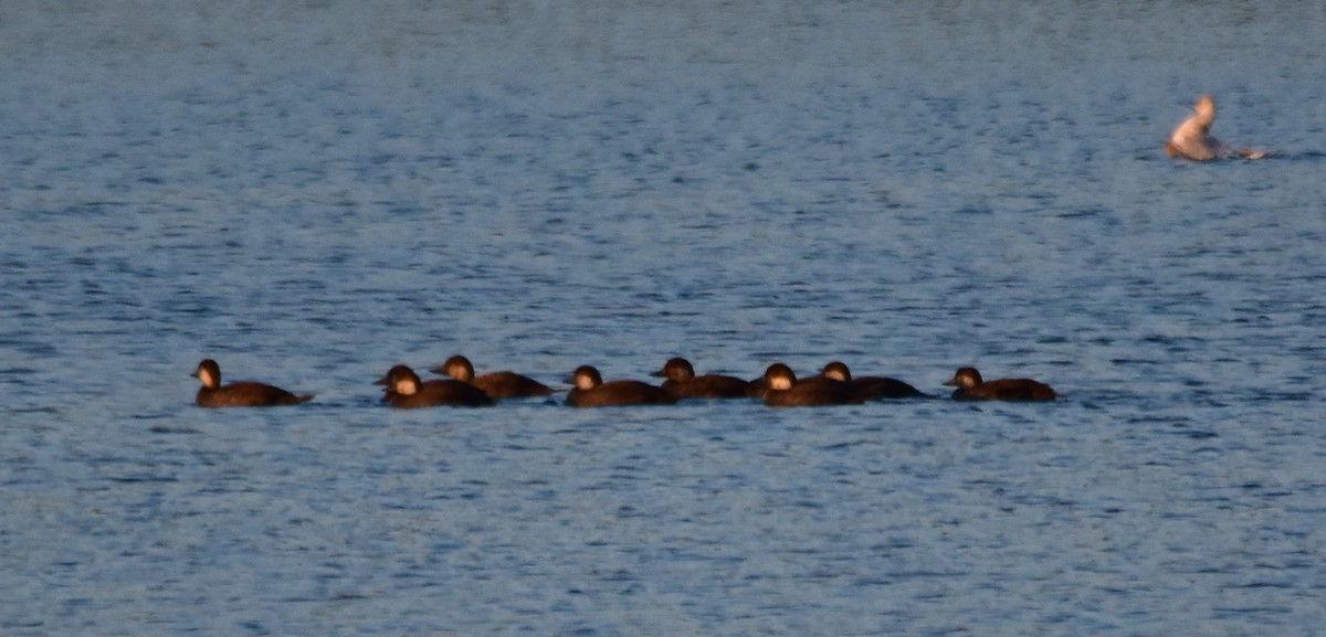 Black Scoter - ML610798137