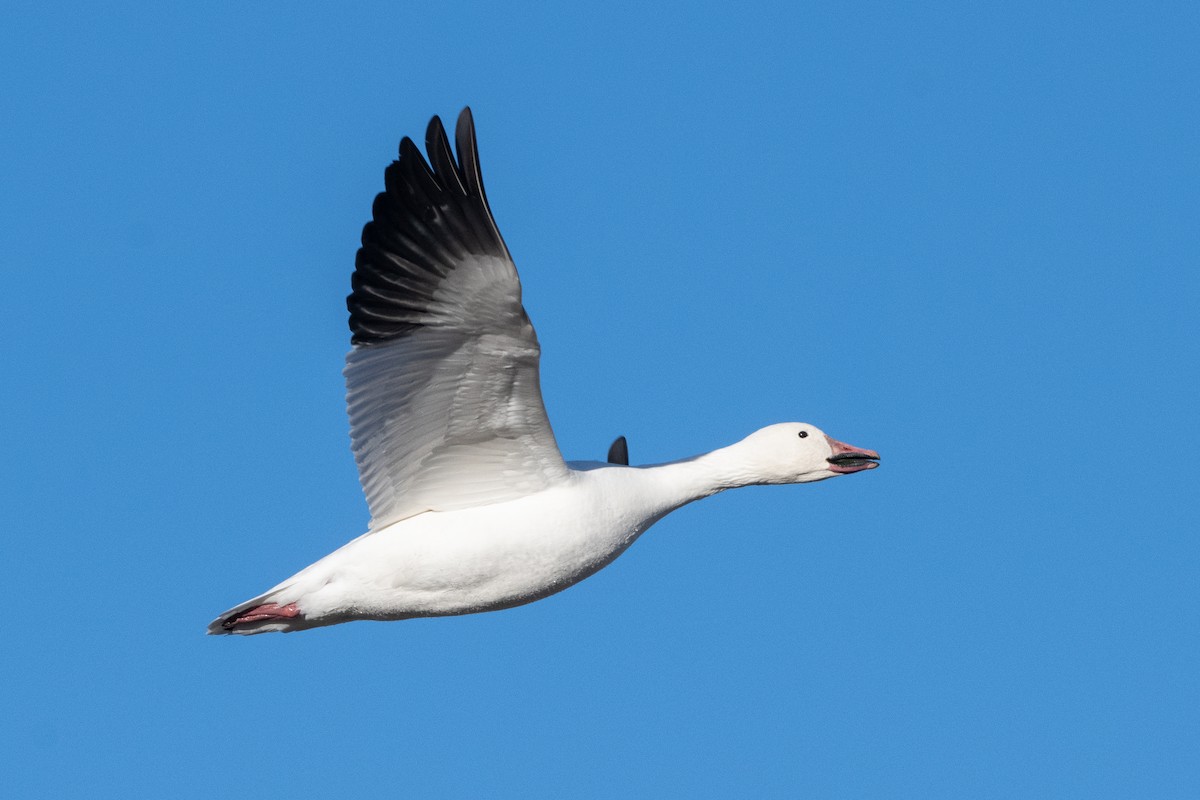 Snow Goose - T. Jay Adams