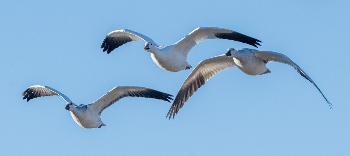 Snow Goose - T. Jay Adams