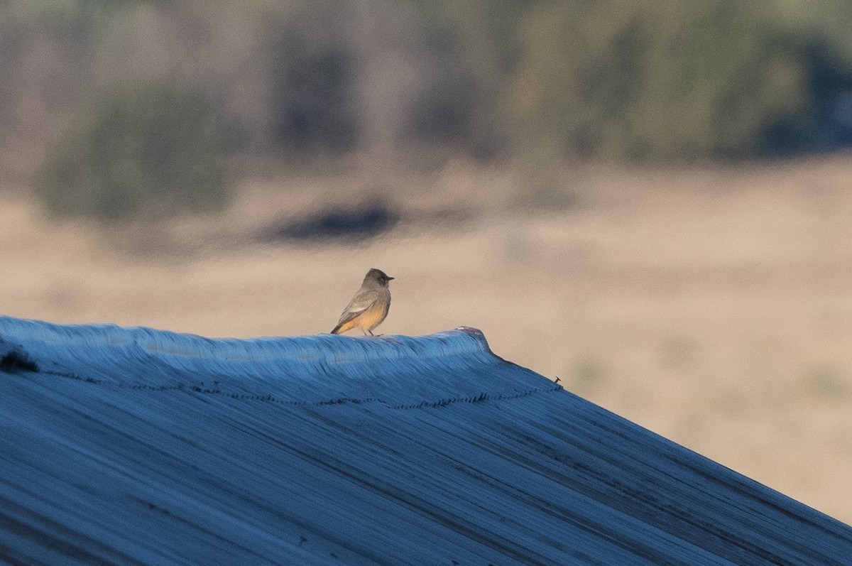 Say's Phoebe - T. Jay Adams