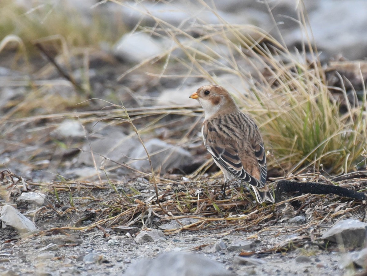 Snow Bunting - Kathy Marche