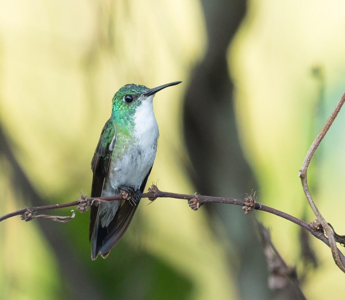 White-chested Emerald - ML610798242