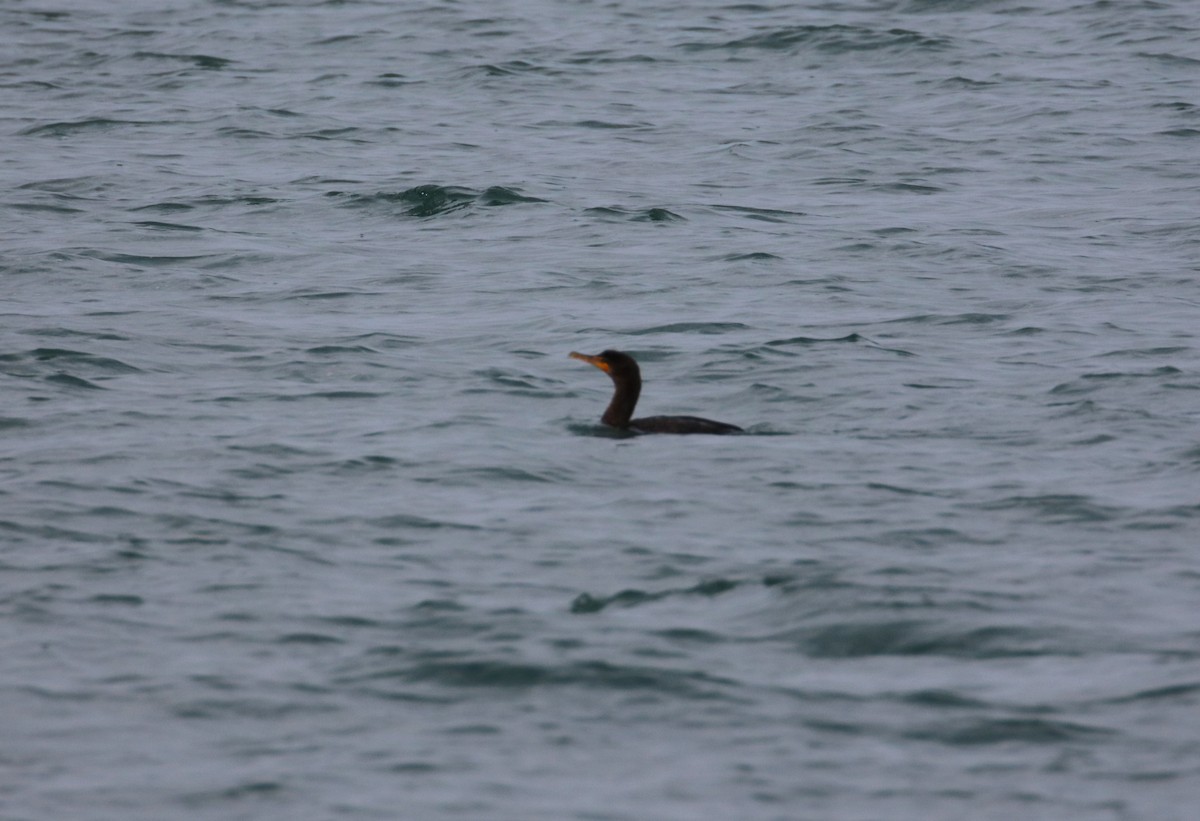 Double-crested Cormorant - ML610798243
