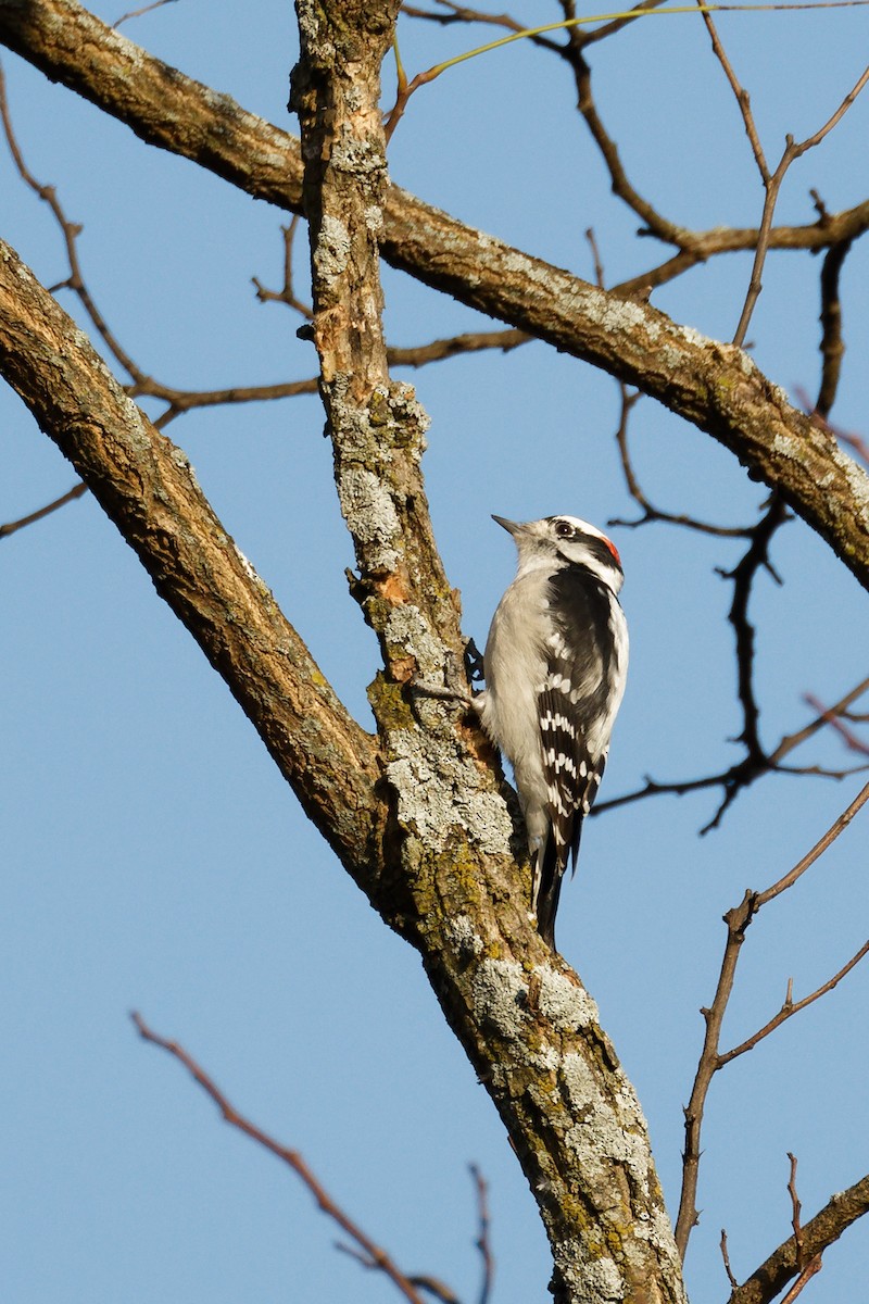 Downy Woodpecker - ML610798255
