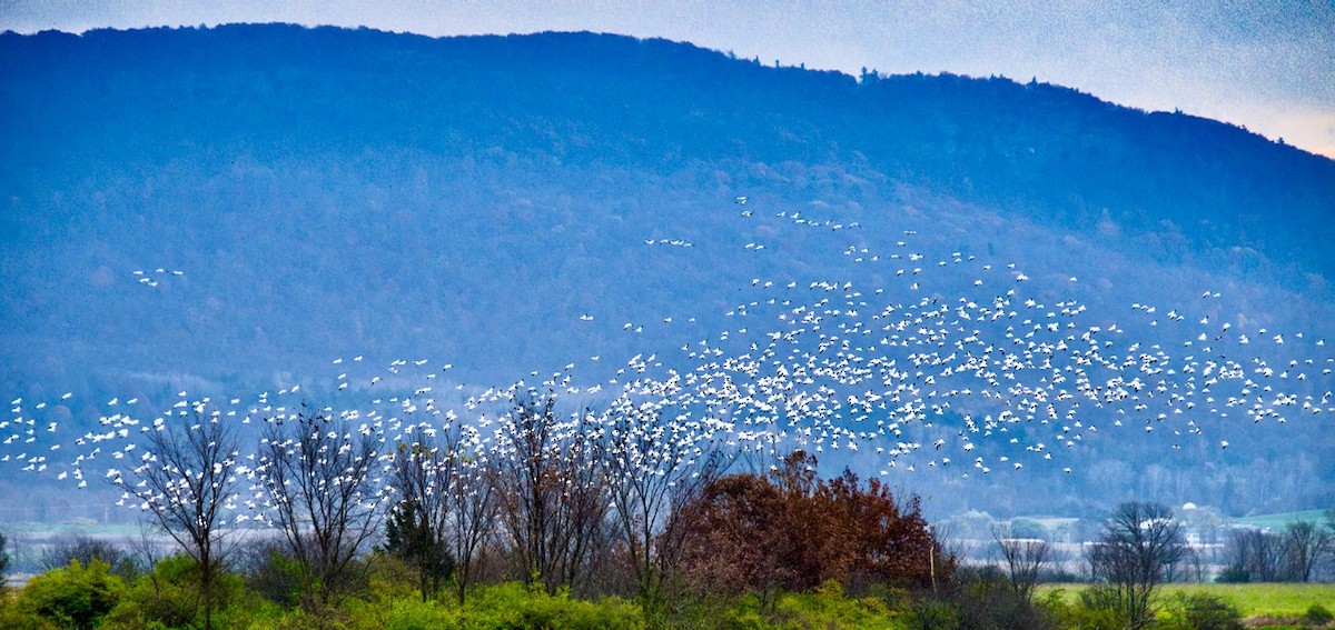 Snow Goose - ML610798287