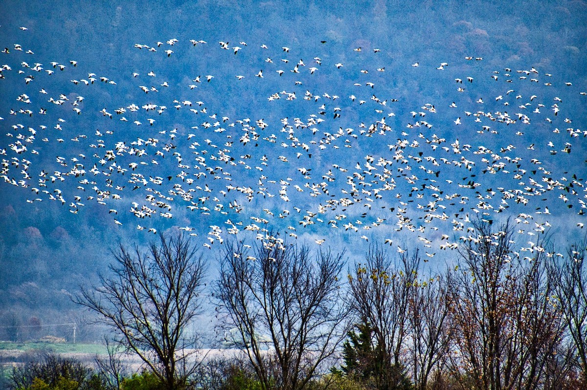 Snow Goose - ML610798289