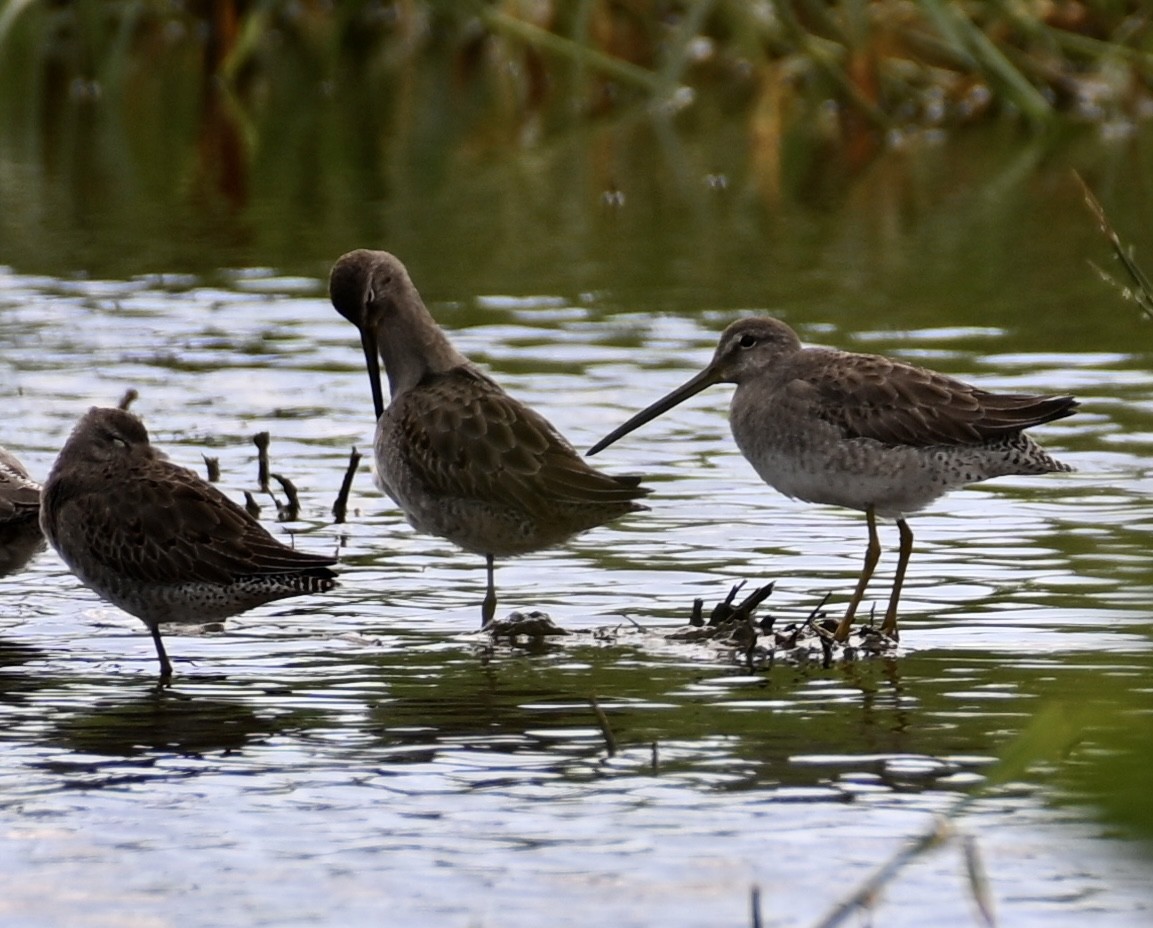 Long-billed Dowitcher - ML610798290