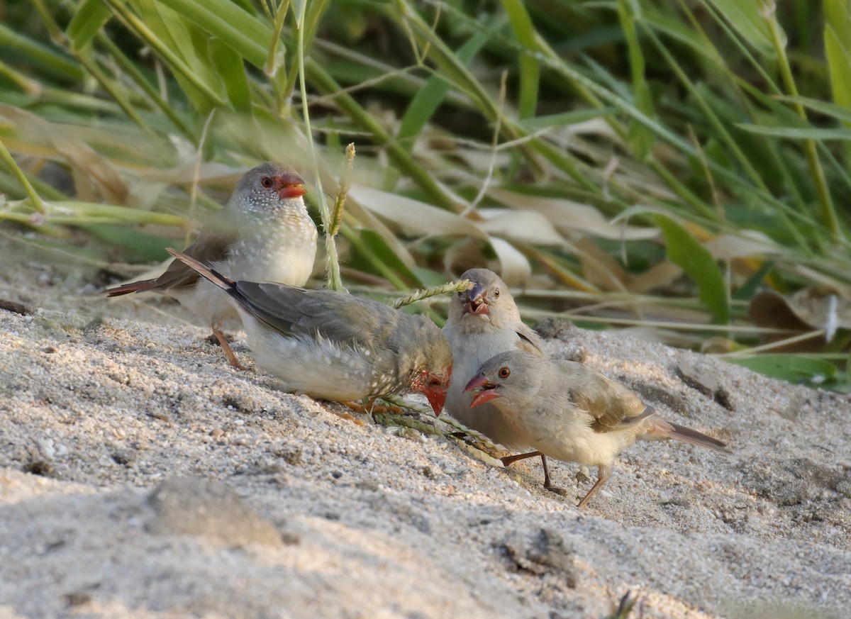 Star Finch - ML610798300