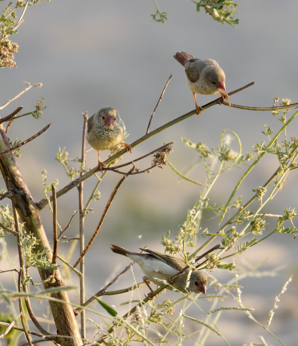 Star Finch - Peter Bennet