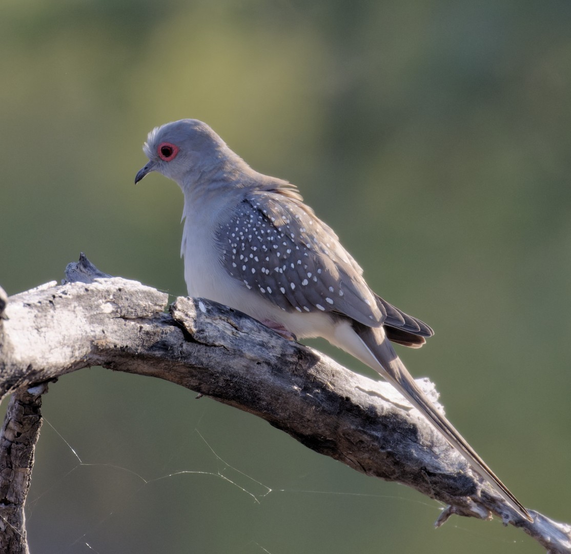 Diamond Dove - ML610798320