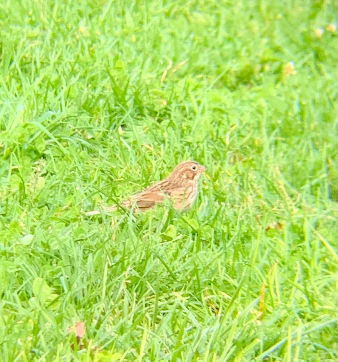 Vesper Sparrow - ML610798366