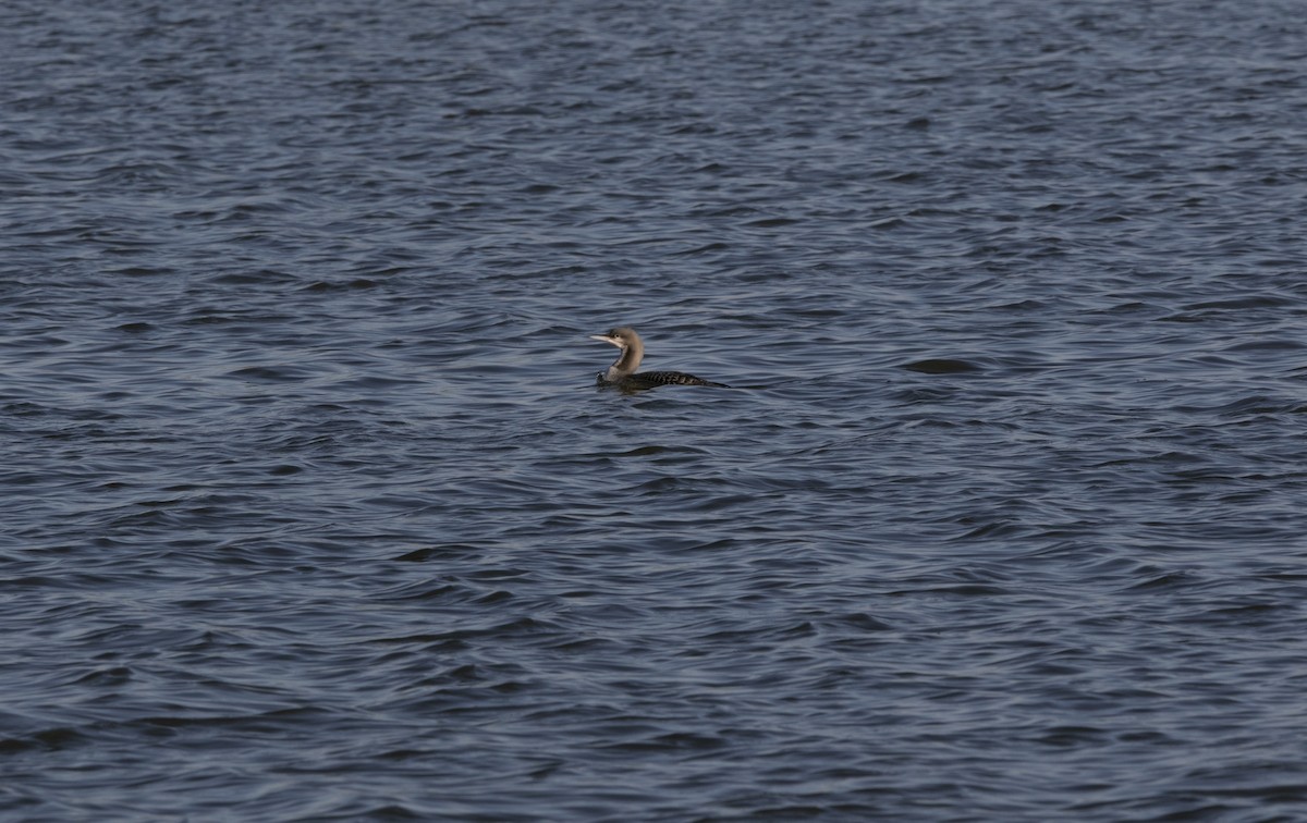 Pacific Loon - ML610798398