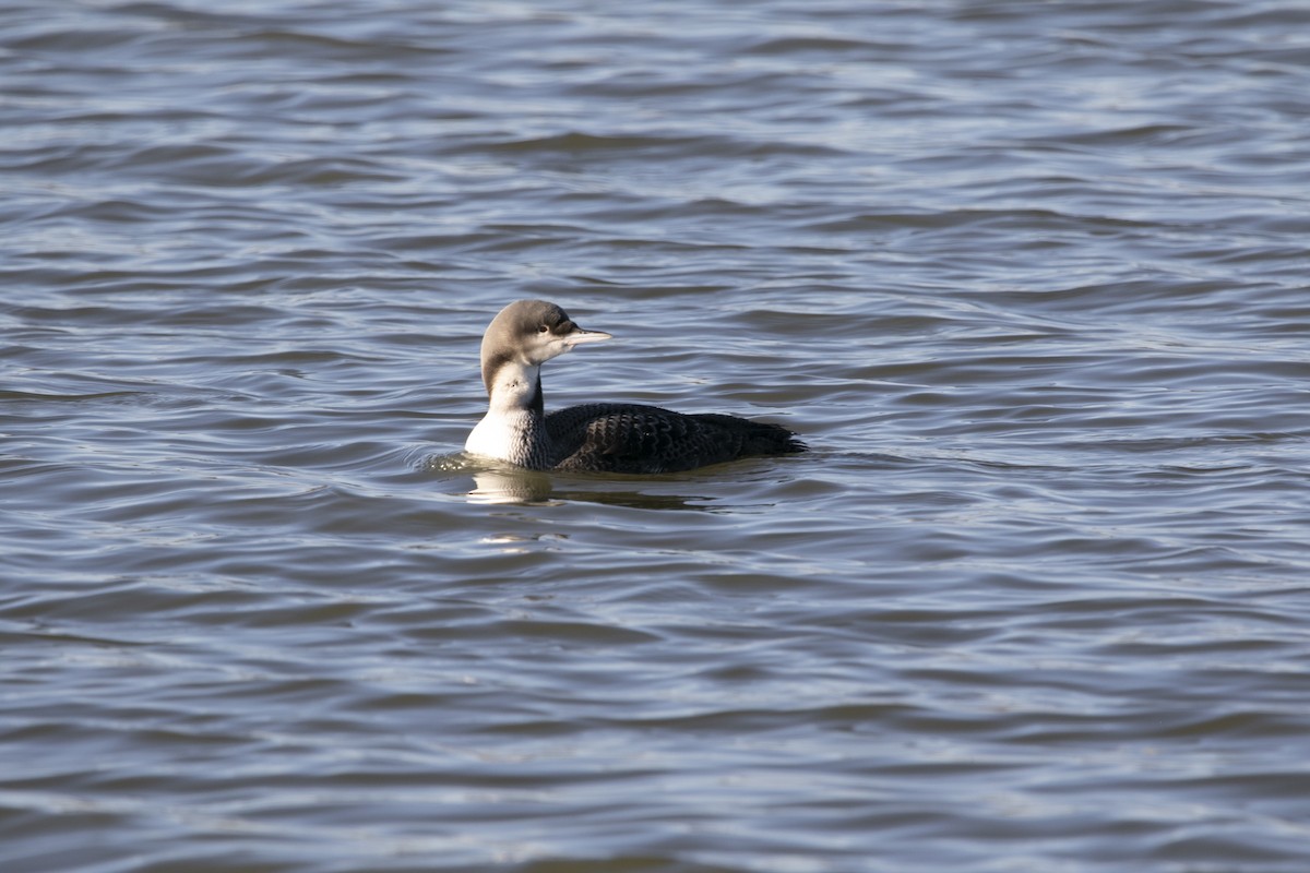 Pacific Loon - ML610798399