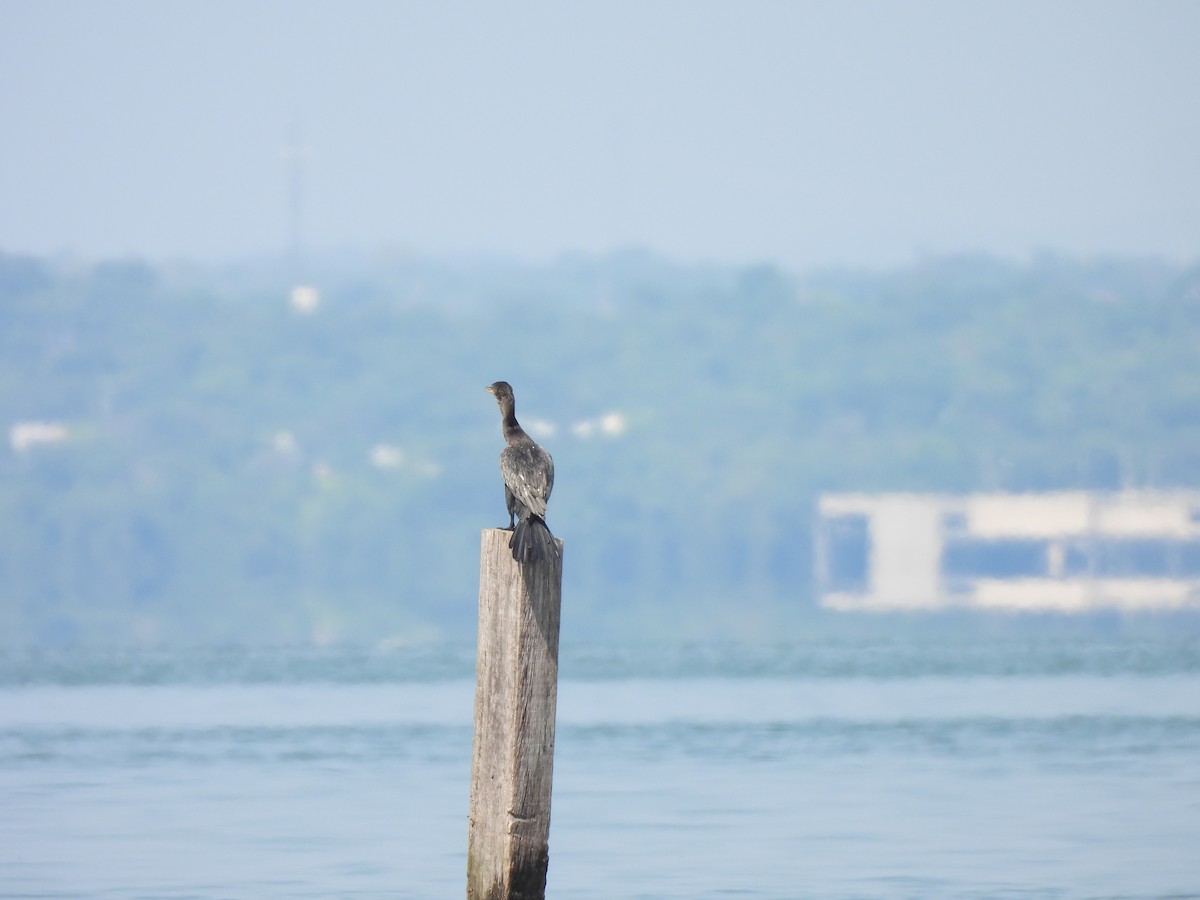 Neotropic Cormorant - ML610798408