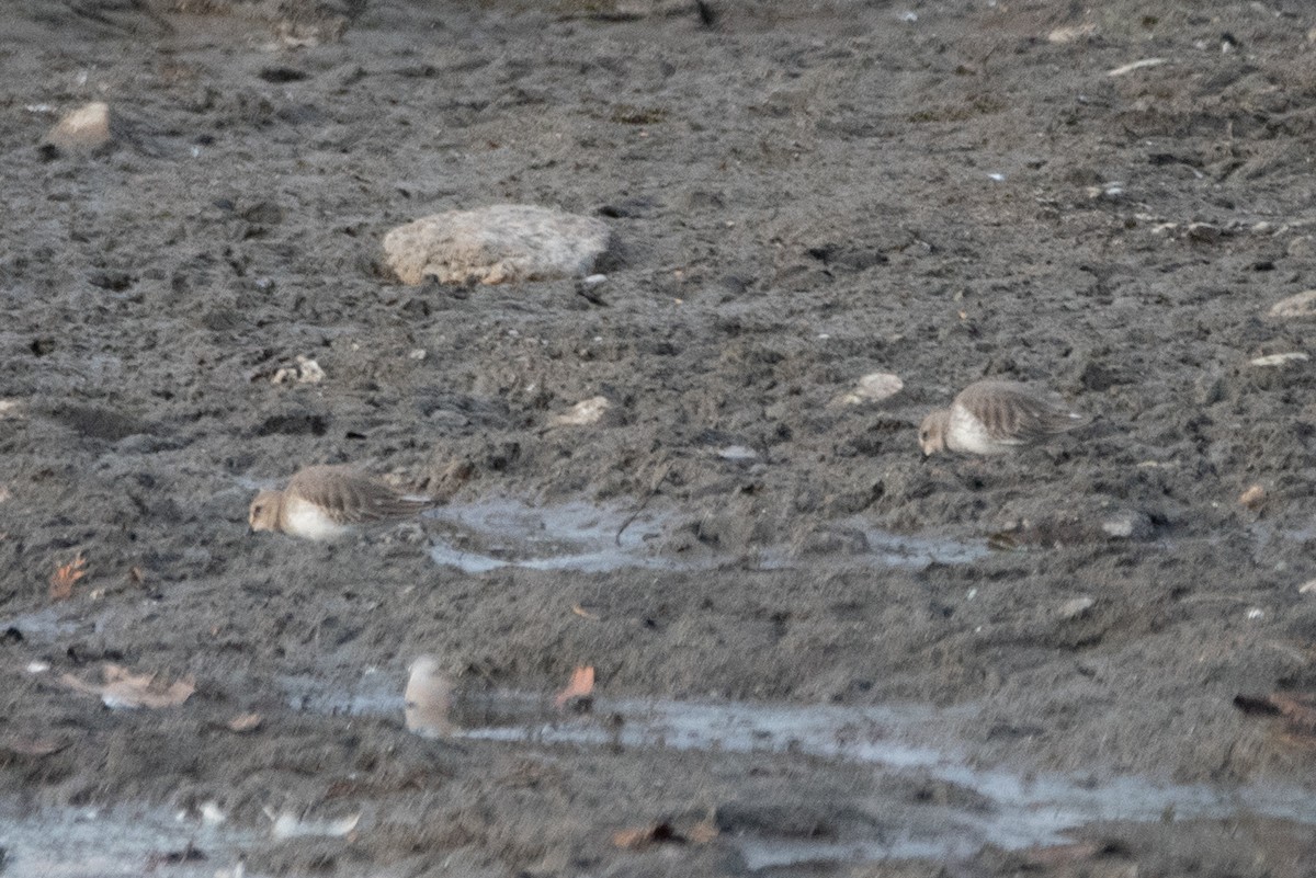 Dunlin - Andrew Brown