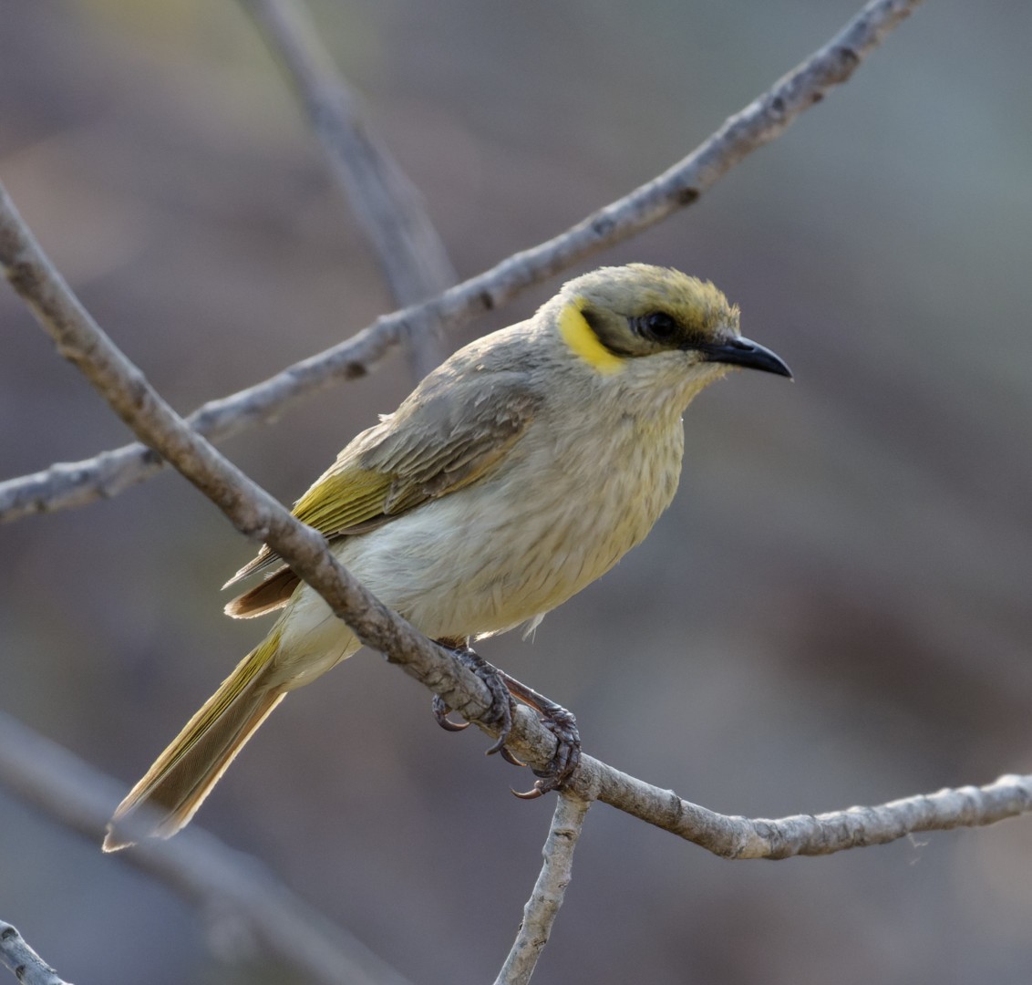 Gray-fronted Honeyeater - ML610798508